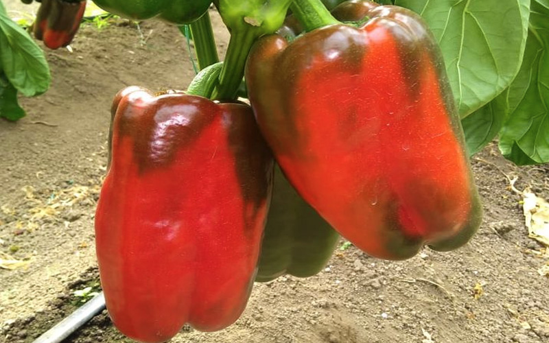 pimentones-mas-semillas